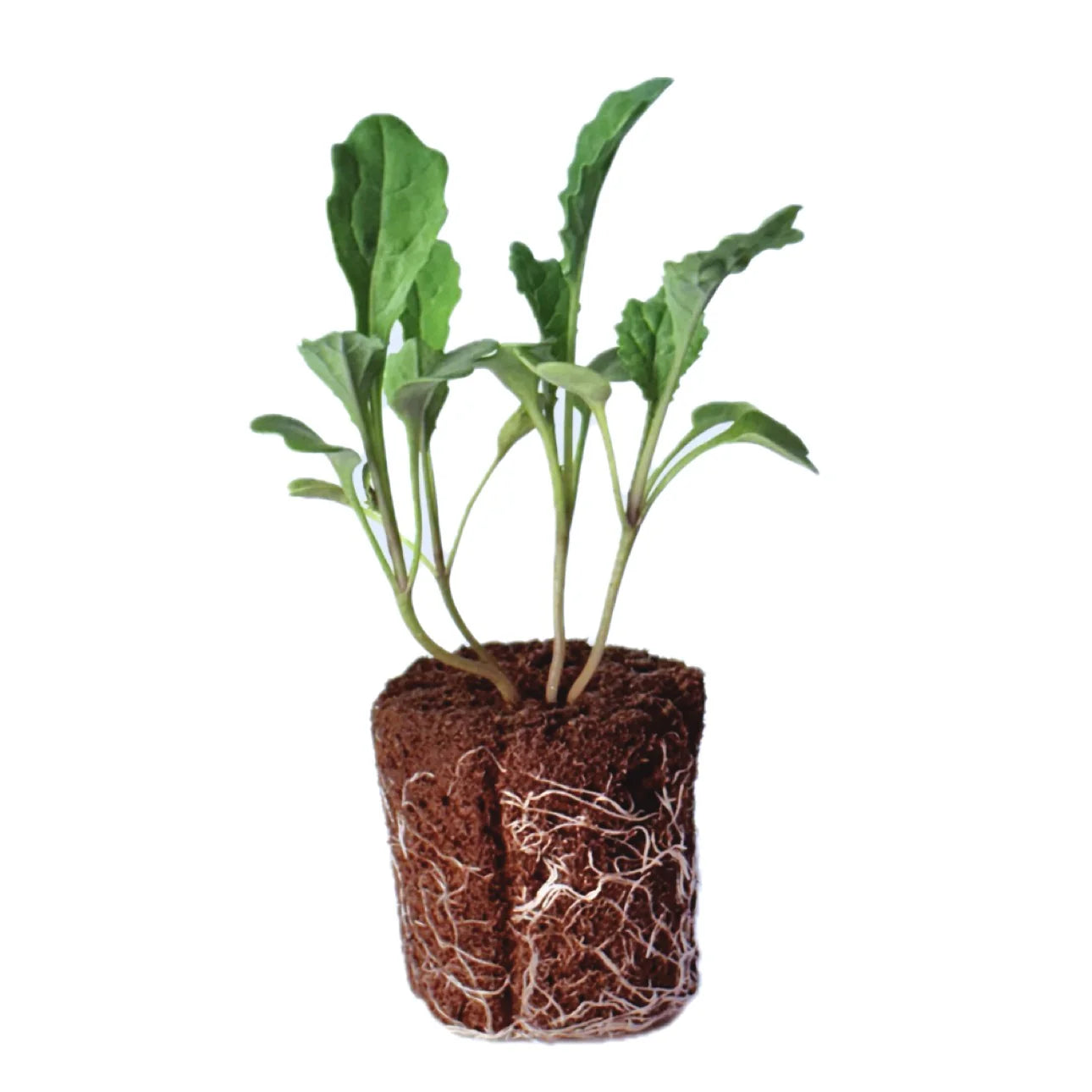 Kale - Lacinato (2 Pack)