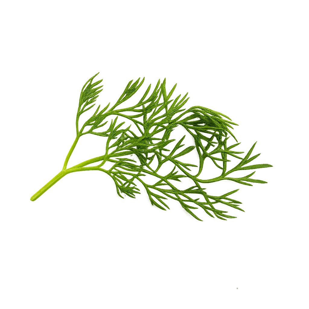 Herb - Cilantro (Frilled) (2 Pack)