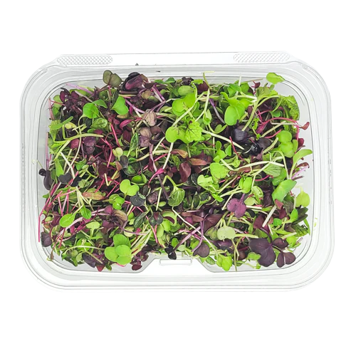 Spicy Mix Microgreens