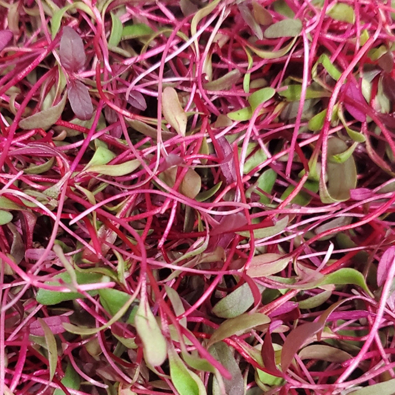 Radish Microgreens